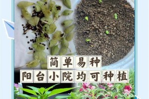 怎么解决凤仙花叶尖干枯问题？（打造美丽凤仙花的五个关键步骤）
