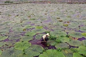 鸡头果种植条件及产地探秘（掌握这些技巧，让你的鸡头果产量倍增）