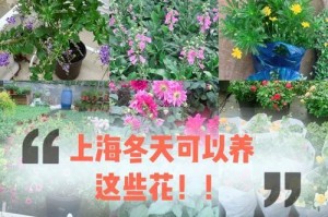 提高苗圃花的生长效果——水溶肥的正确使用方法（培育健康花朵的关键——掌握水溶肥的使用技巧）