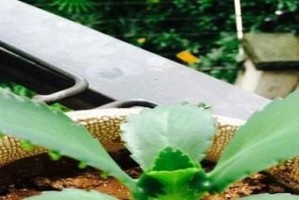 落地生根药用（探索落地生根药用植物的健康益处及饮食搭配建议）