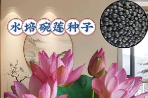 如何促使碗莲长出叶子（碗莲叶子生长的关键措施）
