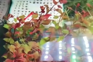 以紫红丁香怎么养殖（打造美丽花园的秘密武器）