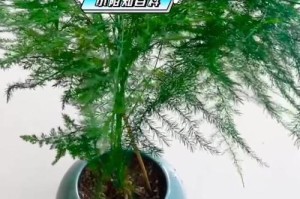 如何养护文竹，让其长得旺盛（打造绿意盎然的文竹家园，关键在于这一点）