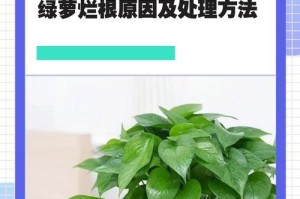 绿萝如何健康生长（打造绿意盎然的居家环境）