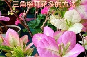 三角梅是喜阳还是喜阴？（解析三角梅的光照需求）