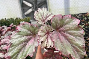 竹节秋海棠的浇水技巧（了解竹节秋海棠的生长环境和水分需求，科学浇水让它健康茁壮）