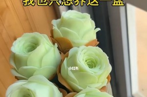 沙漠玫瑰的盆栽（如何选择合适的盆栽，让沙漠玫瑰茁壮成长）