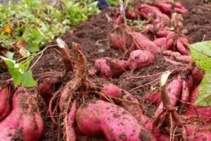 土壤肥力提升的关键（探索土壤基肥施用的方法与技巧）