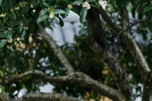 如何正确修剪桂花（掌握关键技巧，让桂花常年繁盛）