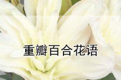 百合花语的深刻含义（探寻百合花在人们心目中的各种象征）