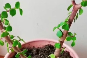 如何正确浇水给自家养的花（掌握正确的浇水技巧，让花儿健康茁壮）