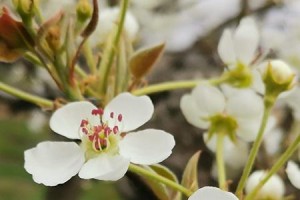 梨花文化的生肖象征（探究梨花在不同生肖文化中的含义）