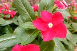 长春花的耐寒性及冬季护理（冬天怕不怕冻？长春花让你放心）