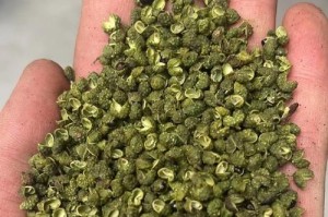 麻豆，一种神奇的植物（草本植物的科学分类、生长环境、形态特征、用途及营养价值等详解）