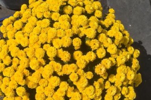 打造壮美千头菊（掌握关键诀窍，让千头菊更加茁壮成长）