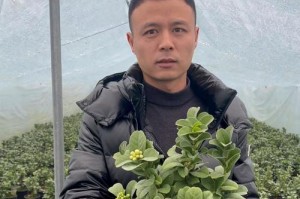 以金手指怎么开花（探秘金手指开花的神奇力量）