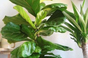 如何养护以大叶子的花？（关于大叶子花的养护技巧及注意事项）