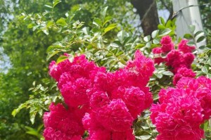 甜蜜马车月季的栽培与养护（解读甜蜜马车月季的分类、特点及生长习性）