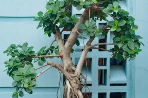 盆栽掉叶原因及处理方法（保持盆栽健康的秘诀和技巧）