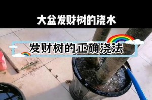 春天如何给发财树浇水（发财树的浇水方法及注意事项）