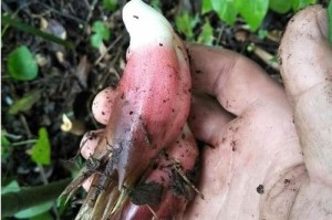 阳荷的生长环境与种植技巧（探究阳荷的适宜生长场所及养护技巧）