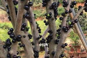 湖南种植嘉宝果树的可行性分析（探讨嘉宝果树在湖南的种植条件及产业前景）