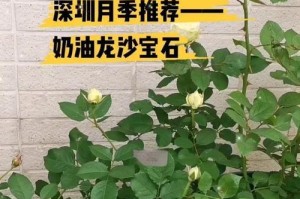 龙沙宝石扦插月份的最佳选择（如何选择最合适的扦插时期）