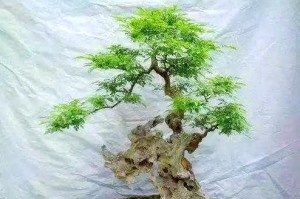 黄荆养护全攻略（黄荆好养吗？如何养殖？怎样养护？）