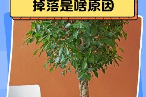 幸福树新长出的叶子掉落的处理方法（保护幸福树新叶子的关键措施）