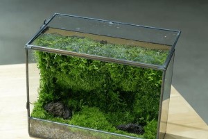 苔藓养护之道（探索苔藓生长的关键因素与技巧）