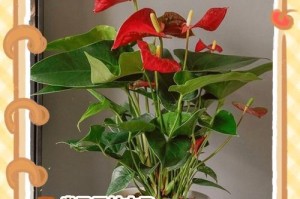 红掌叶为何不再绿？（绿叶变红，如何拯救红掌叶？）