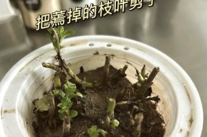夏季薄荷的正确浇水方法（保持适宜的湿度，让薄荷茁壮成长）
