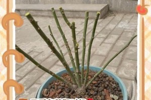 满天星干枯修剪技巧（打造健康茂盛的满天星花园）
