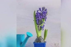 水培风信子补救措施及技巧（如何挽救水培风信子的成活率）