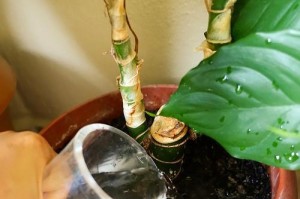 如何给君子兰浇水？（掌握浇水技巧，助您种出茁壮君子兰）