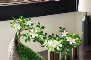 九里香小苗造型艺术（探索九里香小苗的造型之路，打造独特的园林景观）