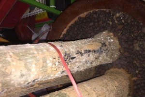 水养发财树的树根发霉了怎么办？（保护水养发财树健康成长的有效方法）