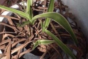 冬天养护吊兰，叶子发黄烂死怎么办？（解决吊兰叶子发黄问题，让您的室内植物依然翠绿欣欣向荣）