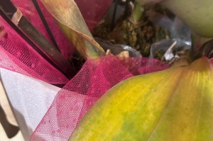 蝴蝶兰掉叶子的原因及解决办法（蝴蝶兰掉叶子原因分析和养护技巧）