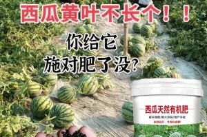 西瓜果实还是蔬菜？——论西瓜是否属于果实