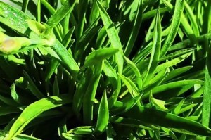 以石竹花的种子怎么种（从种子到花朵，打造美丽花园的关键）