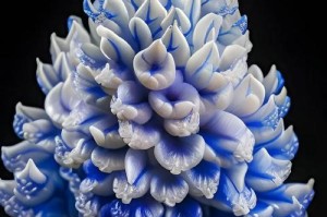 风信子的种植与养护指南（掌握风信子的正确种植方法，让你的花园绽放春天的美丽）