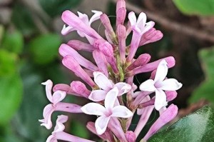 丁香花一年开花次数的探究（花期长短、品种影响和栽培技巧）