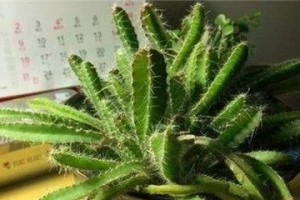 榴莲盆栽的种植方法与技巧（打造居家果园，从榴莲盆栽开始）