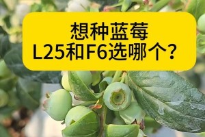 挑选最甜美营养的蓝莓品种（如何辨别最好吃的蓝莓品种？）