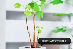 水培VS土培（探究发财树水培和土培的优缺点，帮你选择更适合的养法）