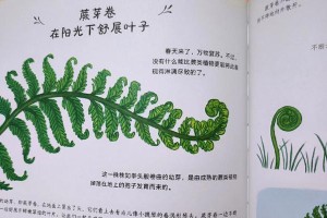 如何解决蕨类植物叶子发白问题（了解蕨类植物叶子发白的原因，有效方法解决发白问题）