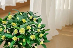 冬天能栽活的桂花树（寒冬季节也能成功种植桂花树，种植技巧大揭秘！）