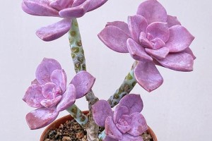 探秘以紫的花养植之道（解读以紫的花的养植技巧与常见问题）
