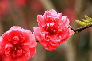 探寻神秘的桃花王国（走进桃花的世界，探索它的历史、品种和文化）